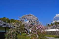 古民家と枝垂桜　P1061987zz