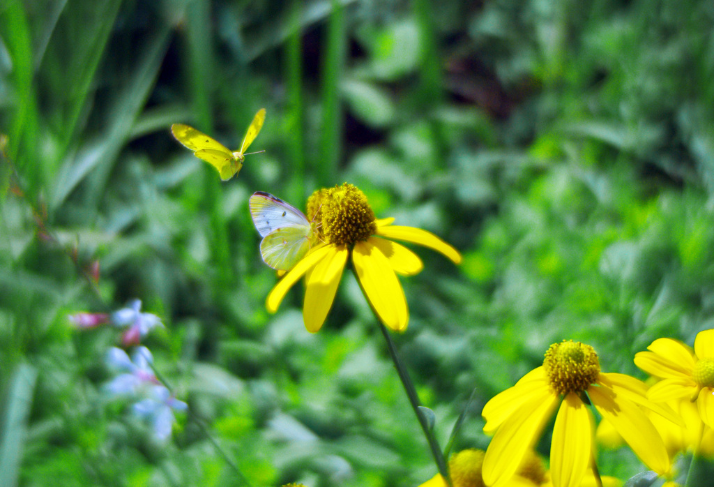 花とチョウ　IMGP6586zz