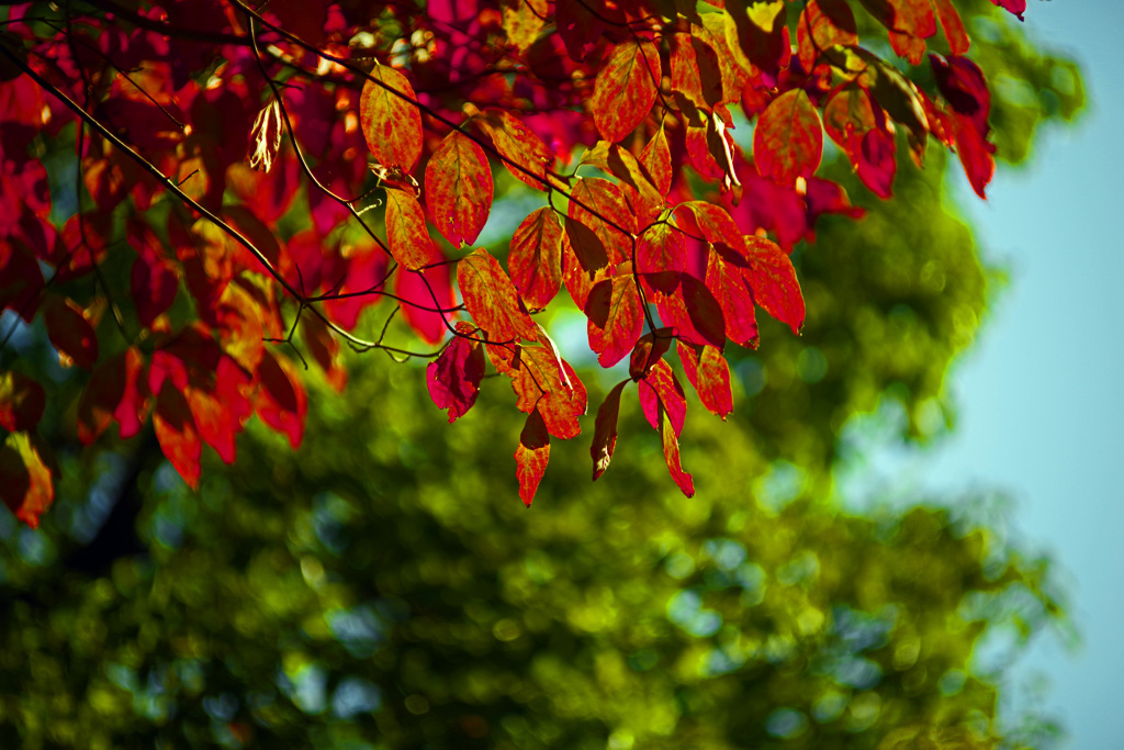 秋半ば　IMGP9295zz