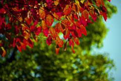 秋半ば　IMGP9295zz