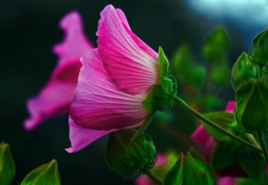 酔芙蓉　P1720197zz