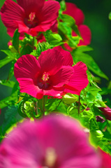 真夏に咲く花   　IMGP4229zz