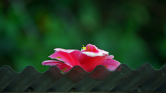 花の骸　P1061307zz