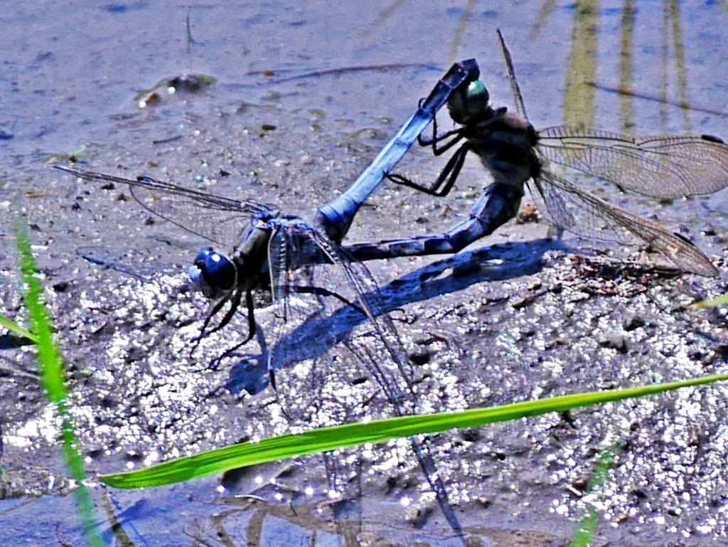 蜻蛉の営み　P1270659zz