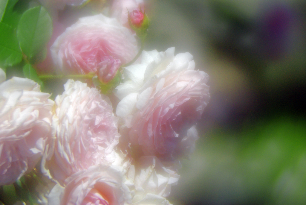 薔薇のブーケⅡ　IMGP8726zz