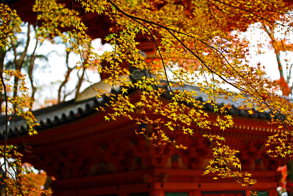 鬱金色の椛　IMGP0605zz