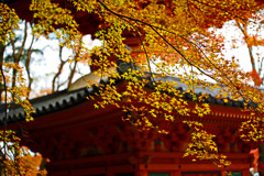 鬱金色の椛　IMGP0605zz