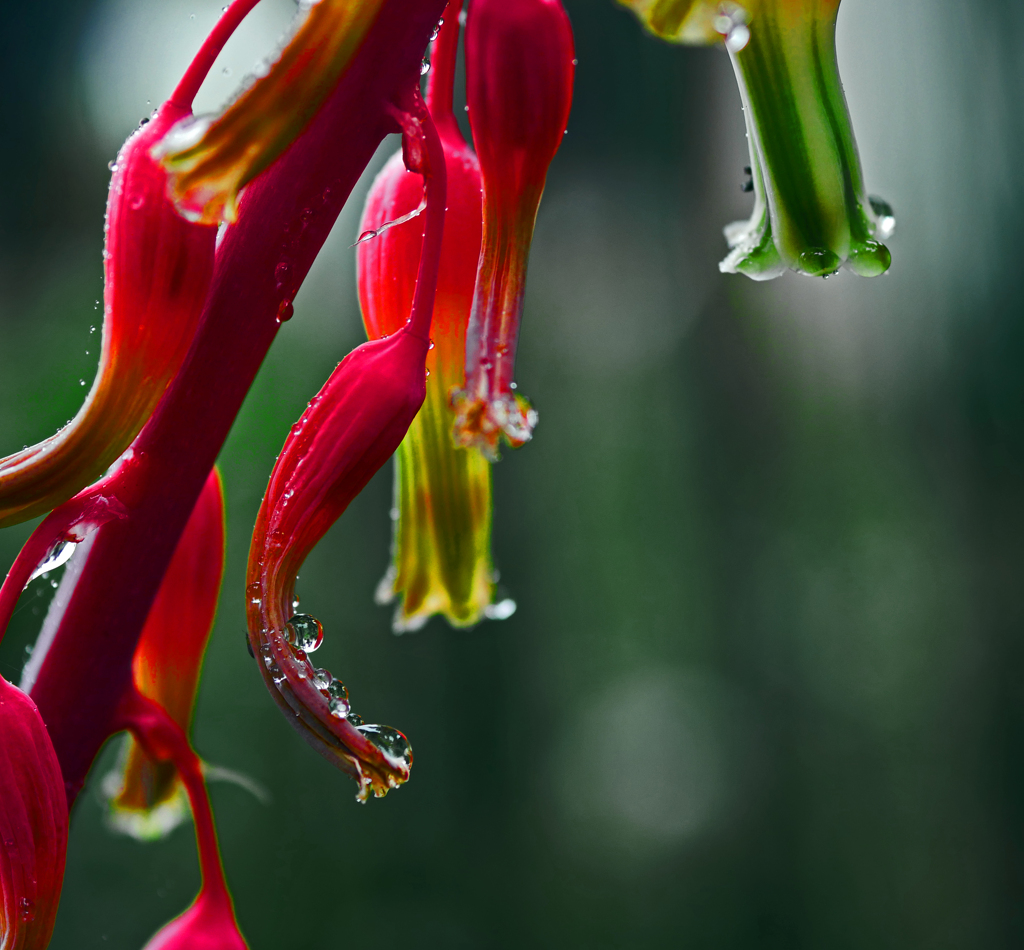 雨の贈り物　P1380473zz