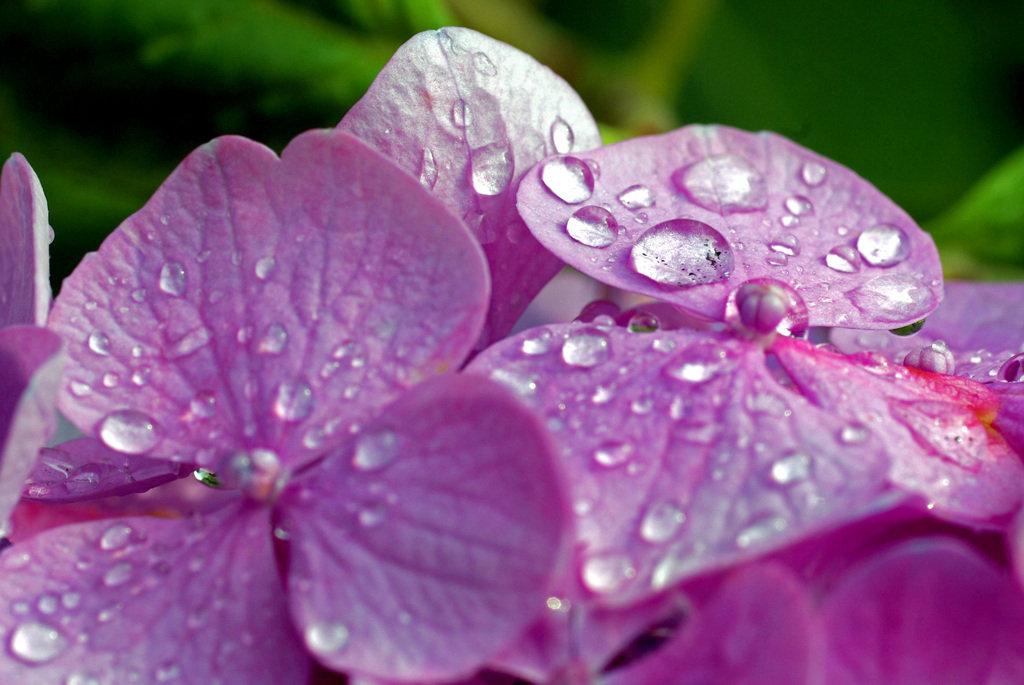雨が似合う花　IMGP6487zz
