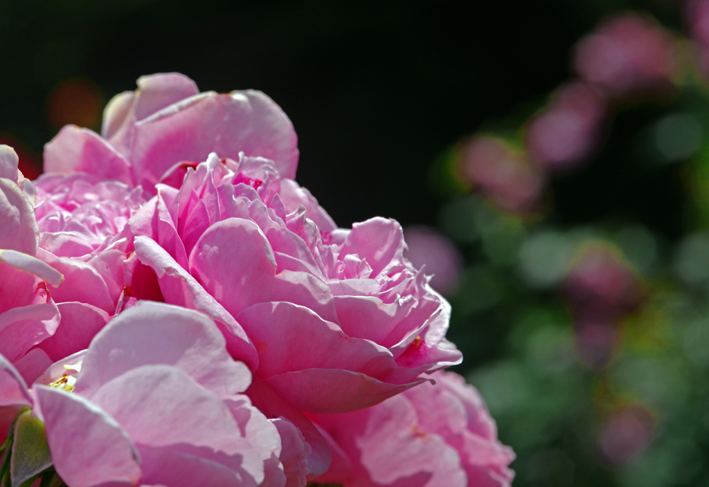 ピンクの花束　IMGP7629z