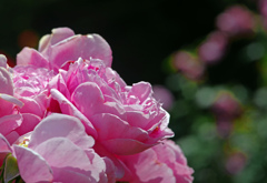 ピンクの花束　IMGP7629z