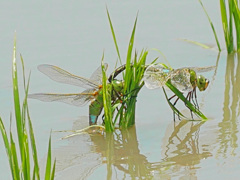 蜻蛉の産卵　P1270746zz