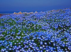 海辺のネモフィラ　P1110870zz