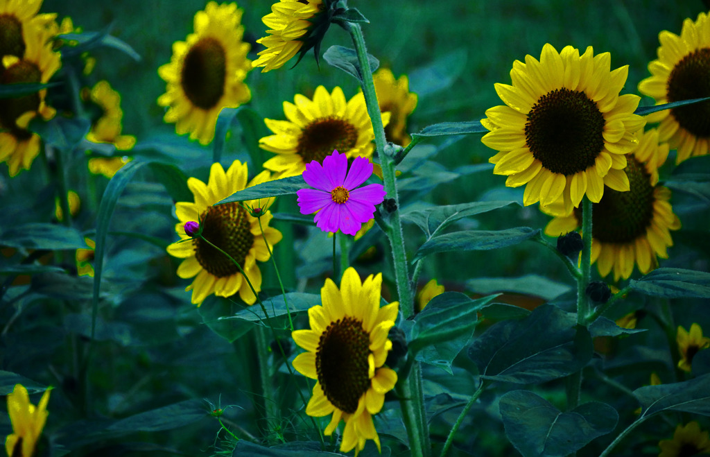 紅一点　P1320267zz