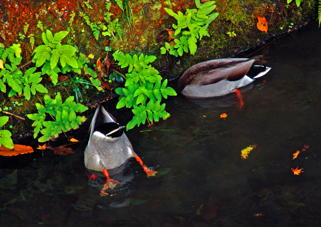 お食事中　DSC01456zz