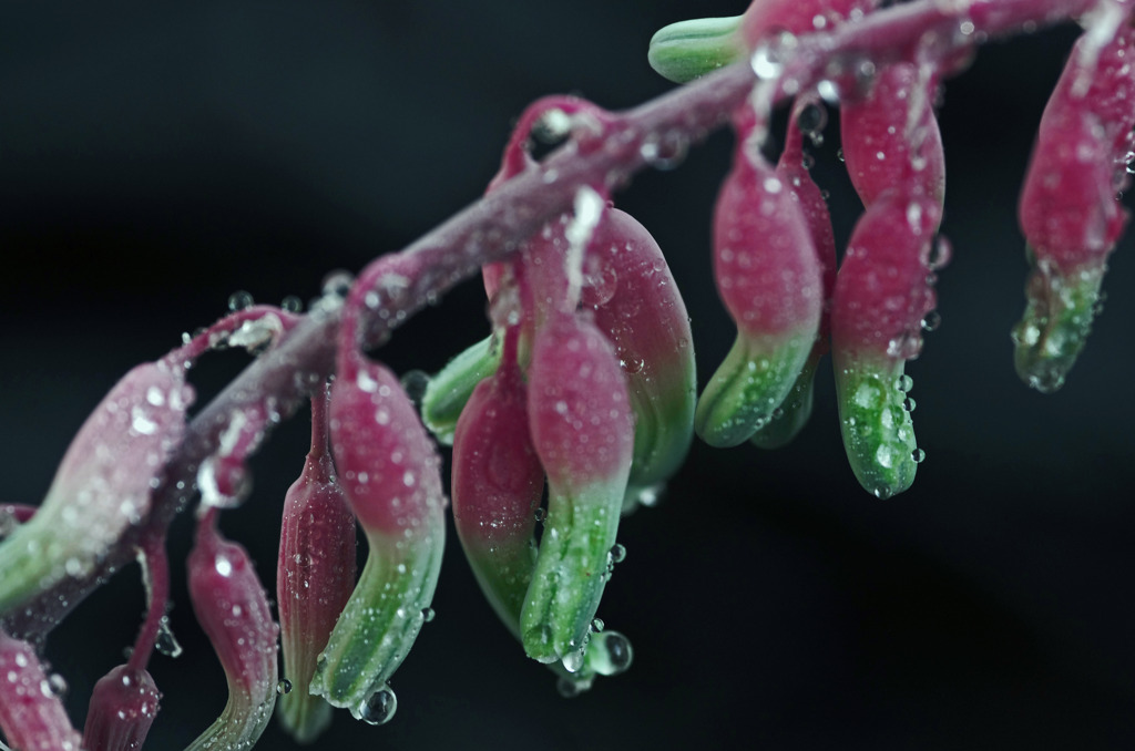 雨上りの朝Ⅱ　IMG9160zz