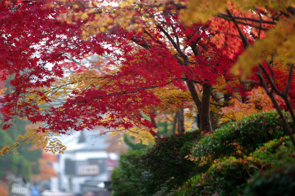 朝の静寂に　IMGP0162zz