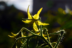 朝の陽　P1410741zz