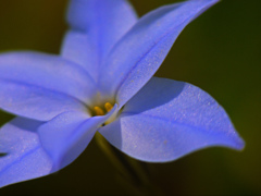路傍に咲いた可憐な花　P1250349zz