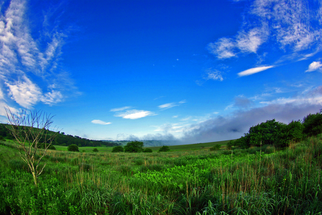夏の大湿原　IMGP4730zz