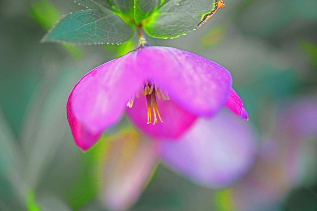 朝の陽　IMGP4058zz