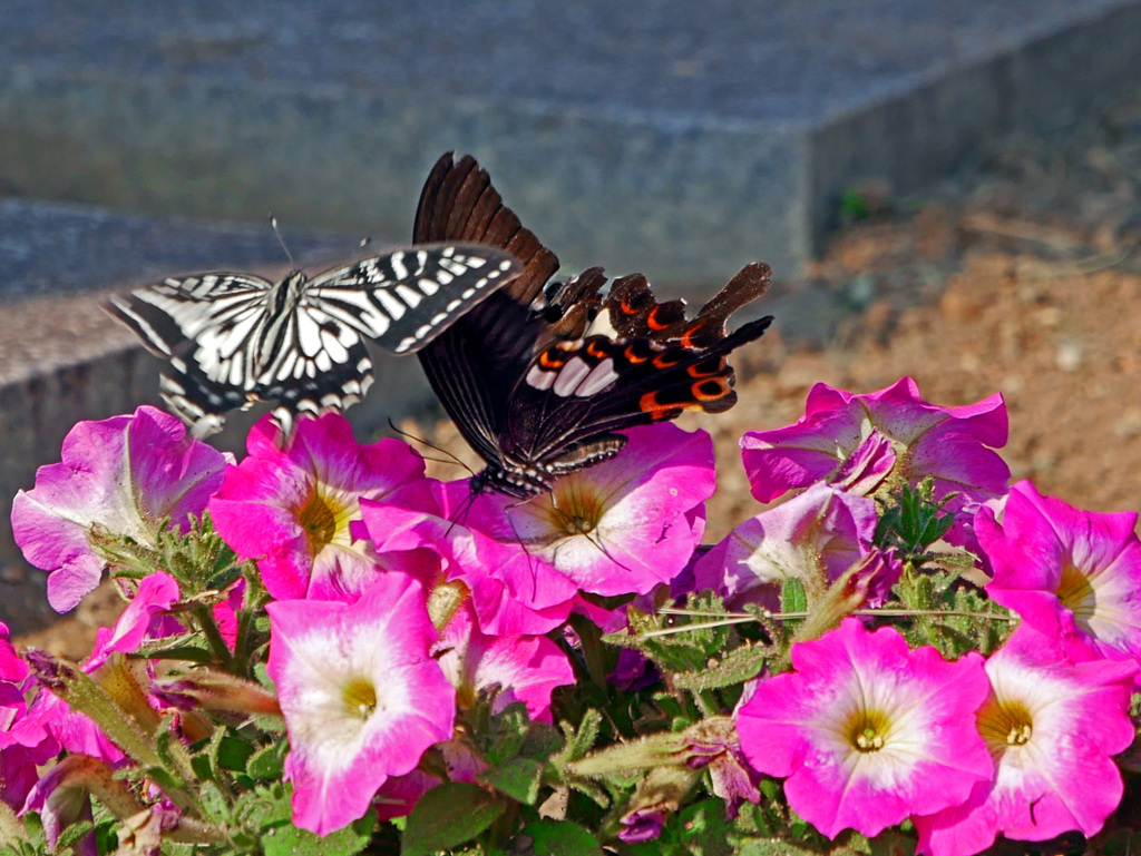 2頭の揚羽蝶　P1540883zz