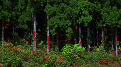 蔦紅葉　IMGP6994zz