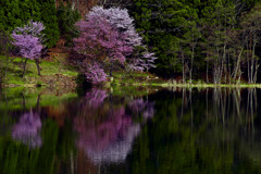 湖畔の桜　IMGP3183zz