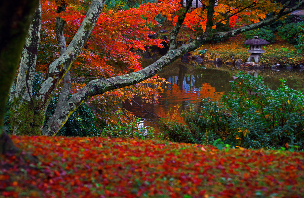 敷紅葉　IMGP1221zz