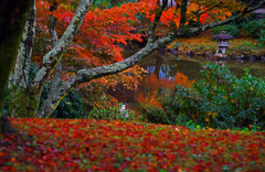 敷紅葉　IMGP1221zz