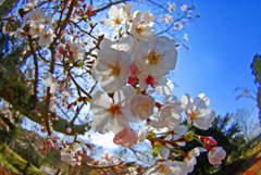 暖かい陽射し　IMGP0574zz