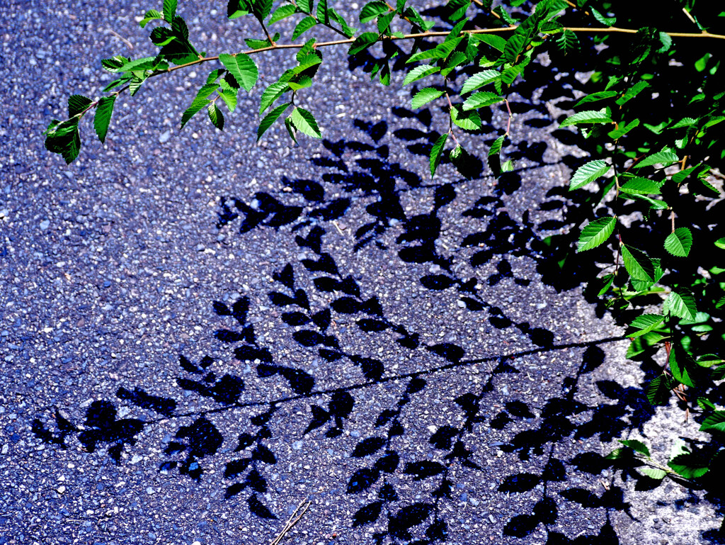 梅雨の昼下がり　P1290209zz