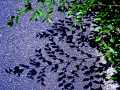 梅雨の昼下がり　P1290209zz