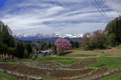 山里の春　IGP8539zz