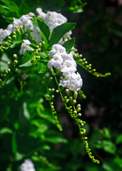 白いデュランタ　P1240288zz