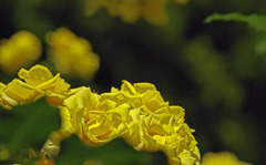 黄色い薔薇　IMG9555zz