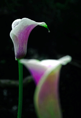 ひとしずく　P1180931zz