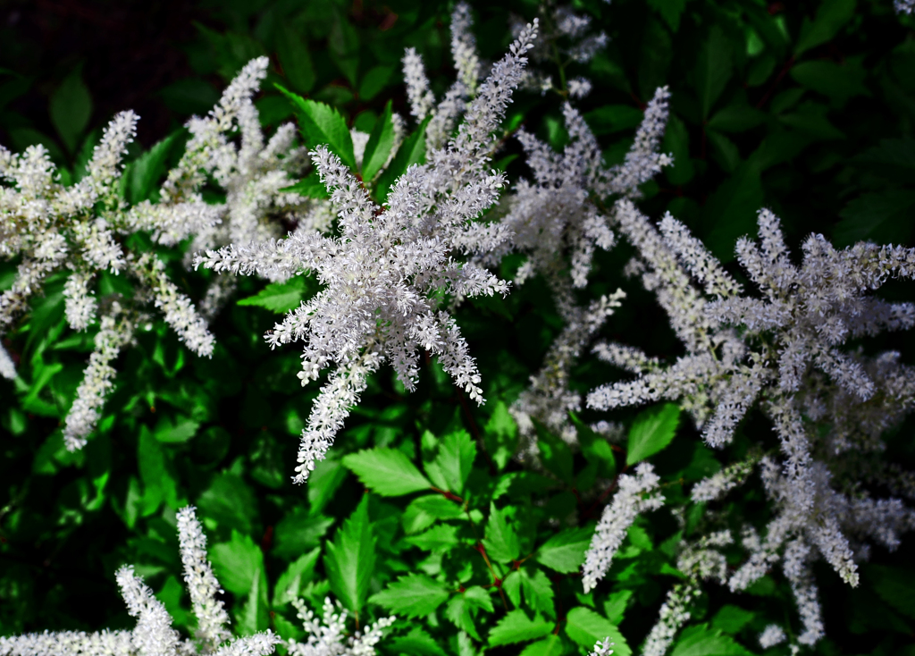 赤升麻　P1170749zz