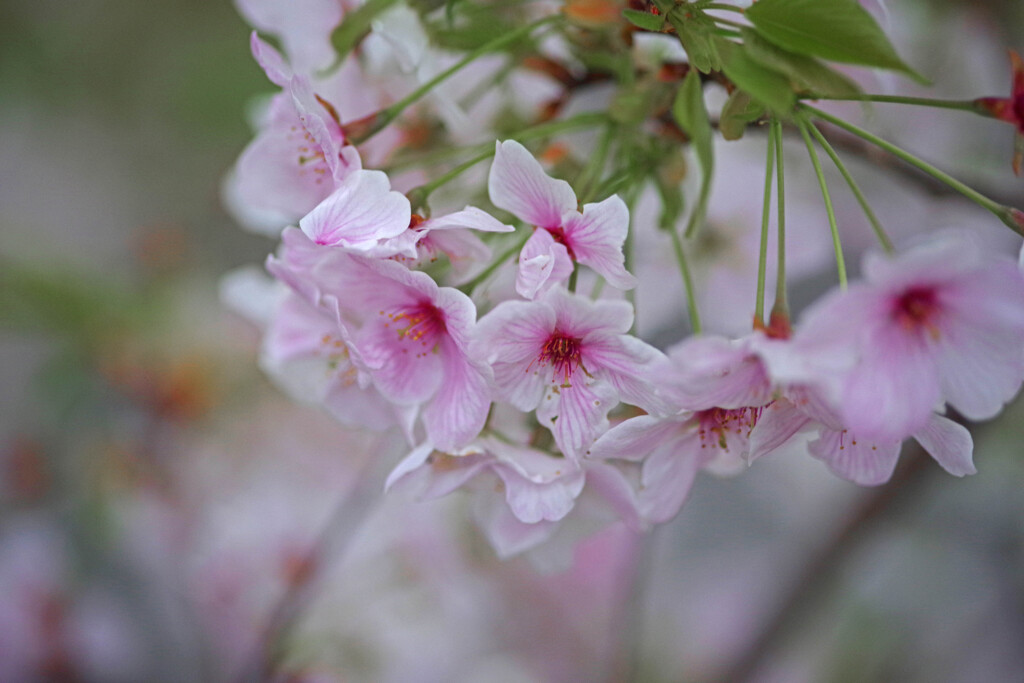 嫋やかに咲く　IMGP4022zz