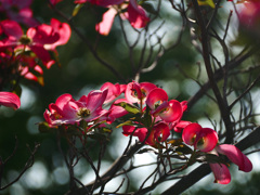 赤い花　P1200101zz