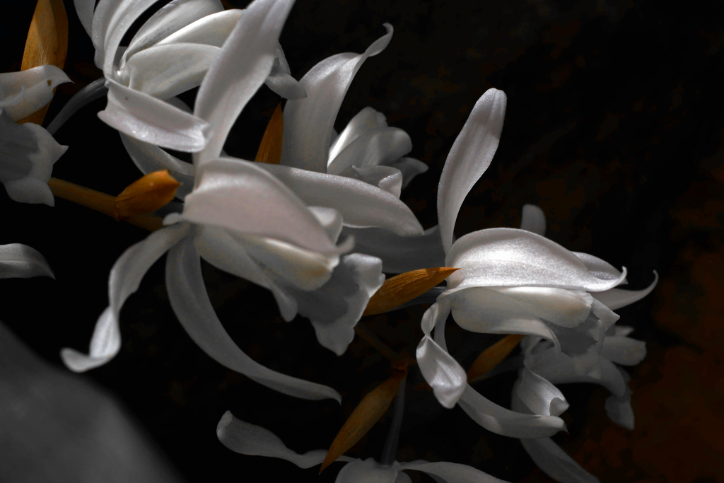 洋蘭(セロジネ属)　P1340095zz