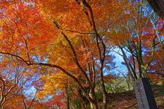 師走の紅葉　P1059757zz