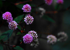 砂糖菓子　P1810475zz