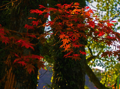 朝陽色を纏う　_IMG4678zz