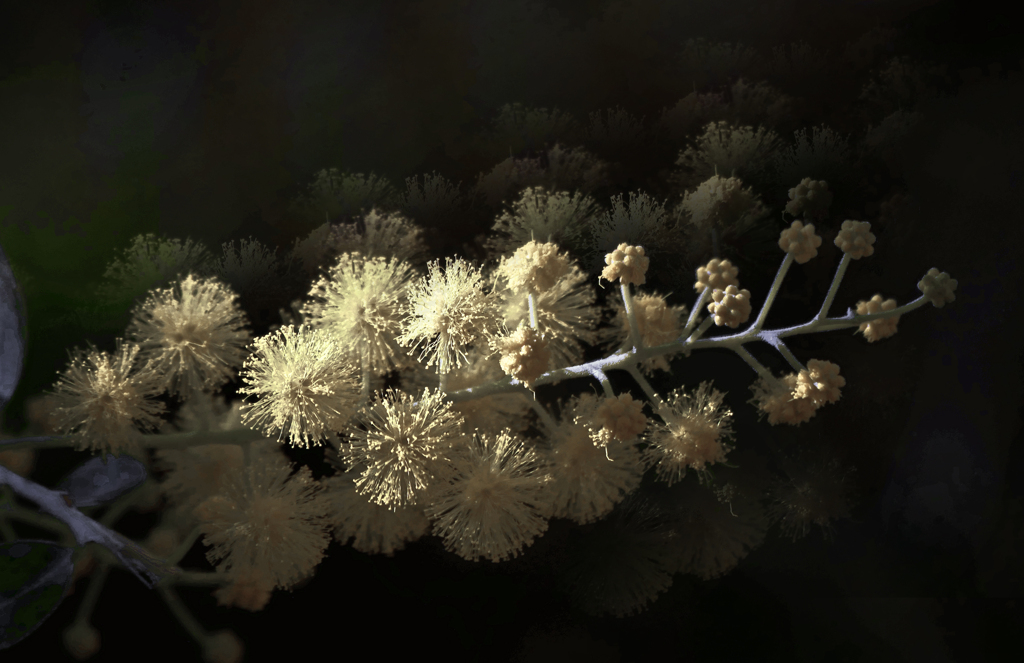 朧げな花    P1310781z