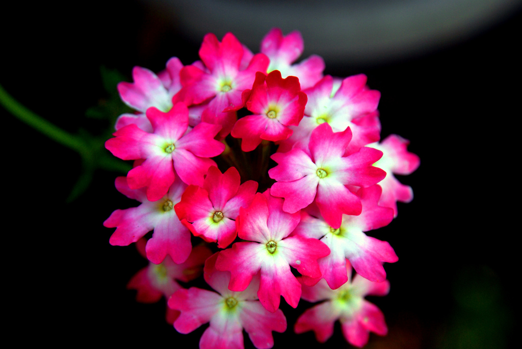 花てまり　IMGP5499zz