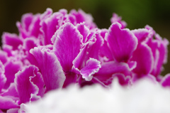 ピンクのフリル　IMG0206zz