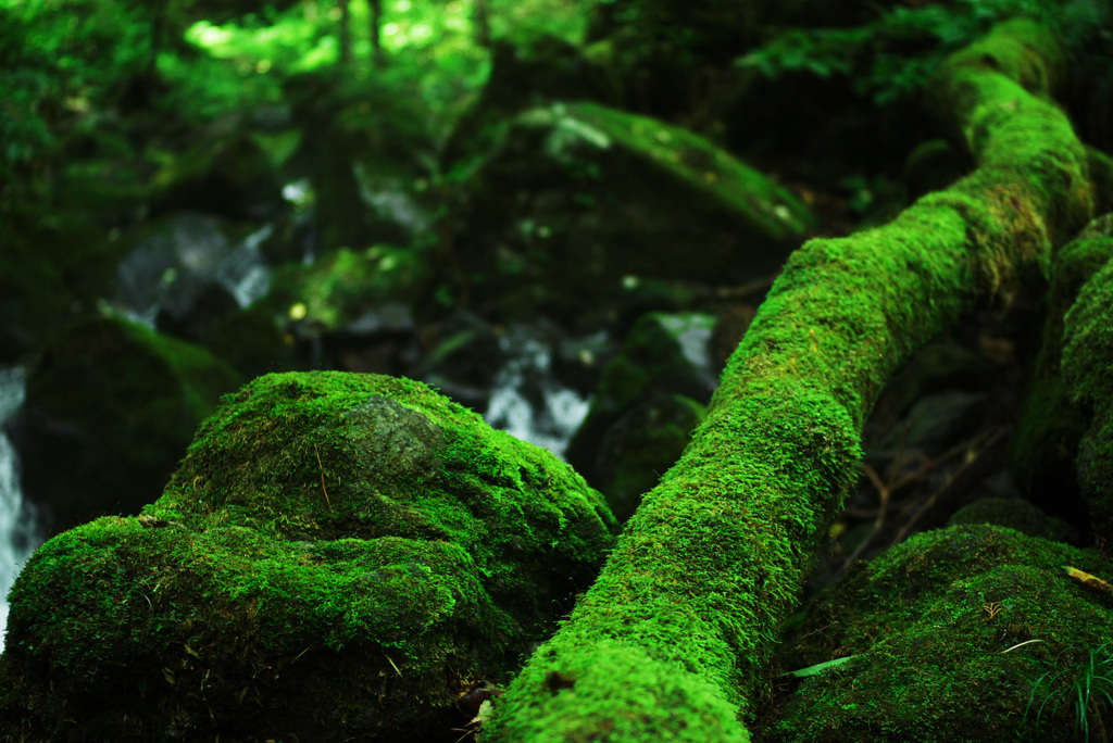 苔むす倒木　IMGP0979zz
