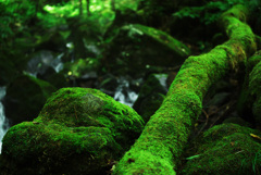 苔むす倒木　IMGP0979zz