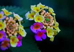 「色とりどり」と　P1170837zz